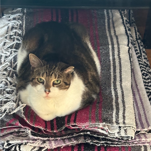 maethecat1